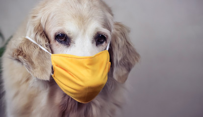 Annoyed Golden retriever dog  wearing yellow fabric mask , looking at camera , protection from coronavirus or covid-19 concept.