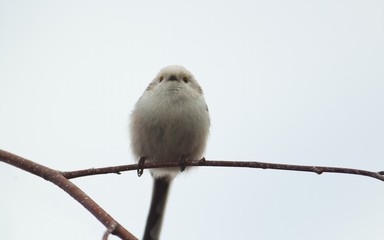 Eine Schwanzmeise sitzt im Winter auf einem dünnen Ast vor hellem Hintergrund, Aegithalos caudatus