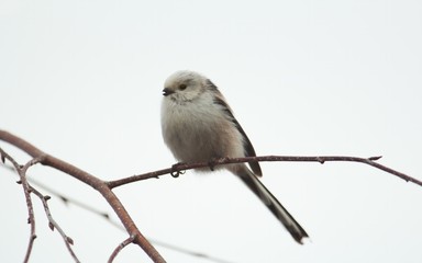 Eine Schwanzmeise sitzt im Winter auf einem dünnen Ast vor hellem Hintergrund, Aegithalos caudatus