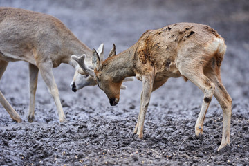 Roe bucks fighting for dominance