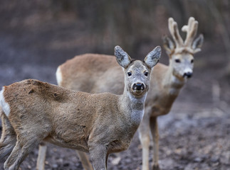 Roe deer and buck