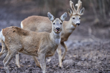 Fototapeta premium Roe deer and buck