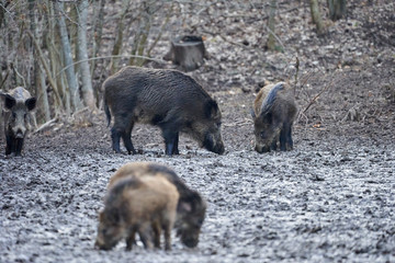 Fototapeta premium Wild hogs rooting in the mud