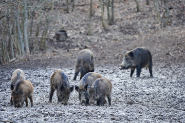 Wild hogs rooting in the mud