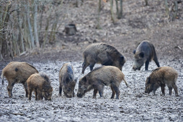 Wild hogs rooting in the mud