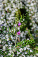Close up of two small delicate pink blue flowers of black sown black peas Vicia sativa plant, commonly known as garden vetch or tare, in a sunny spring garden, beautiful outdoor floral background