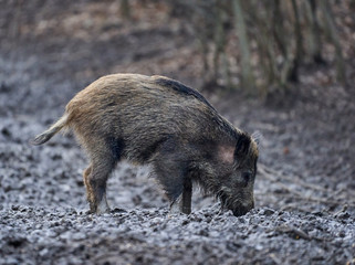 Wild hogs rooting in the mud
