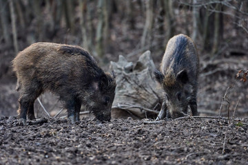 Wild hogs rooting in the mud