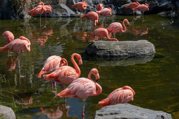 Group Of Pink Flamingos