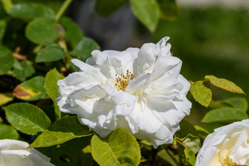 Close up of one large and delicate white rose flower in full bloom in a summer garden, in direct sunlight, with blurred green leaves in the background