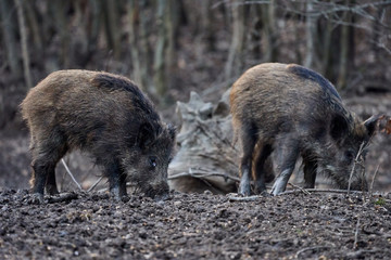 Wild hogs rooting in the mud