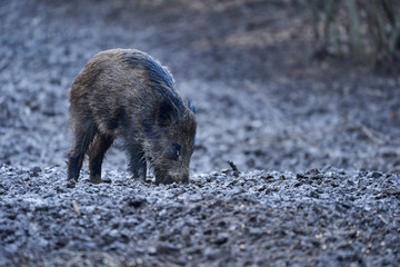 Wild hogs rooting in the mud