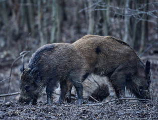 Wild hogs rooting in the mud