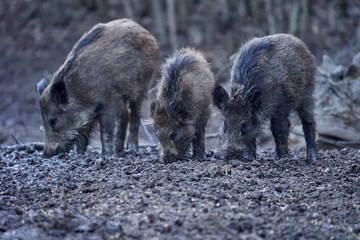 Wild hogs rooting in the mud