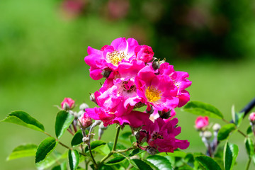 Obraz na płótnie Canvas Large green bush with fresh vivid pink roses and green leaves in a garden in a sunny summer day, beautiful outdoor floral background photographed with soft focus