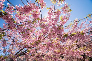 春の満開の桜の花
