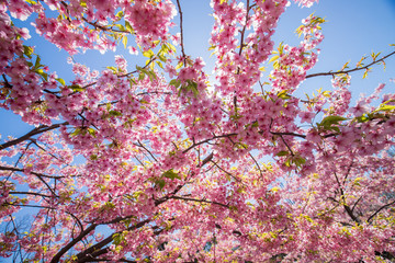 春の満開の桜の花