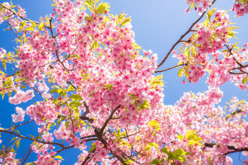 Obraz na płótnie Canvas 春の満開の桜の花