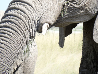 Loxodonta africana