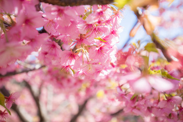 春の満開の桜の花