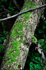 苔の生えた木0003