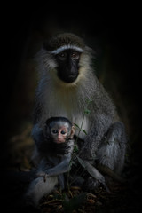 Vervet monkey (Chlorocebus pygerythrus) female holding infant looking at the camera, Murchison Falls, Uganda.
