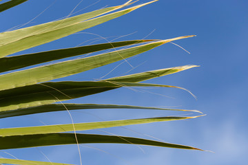 Washingtonia filifera, also known as desert fan palm, California fan palm and petticoat palm. Green...