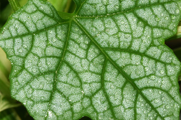 Green leaf surface with beautiful patterns