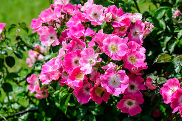 Large green bush with fresh vivid pink roses and green leaves in a garden in a sunny summer day, beautiful outdoor floral background photographed with soft focus