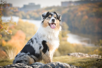 Portrait of Australian shepherd, who is standing in rock under the them is lake. Amazing autumn photoshooting in Prague.