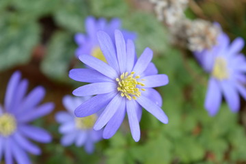 Spring daisies with golden centres
