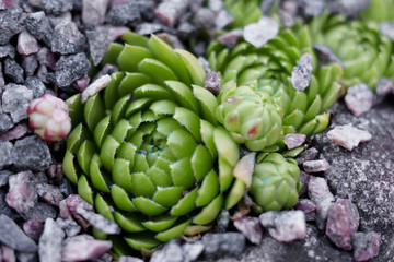 Succulent eheveria on a natural background outdoors. Succulent Plant Blooming. echeveria succulent...