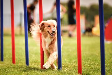 Nova scotia duck tolling retriever in agility slalom on Ratenice competition. Amazing day on czech...