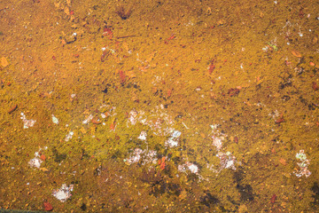 golden textured background of a pond with leaves and dirt