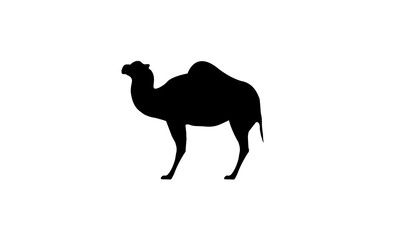 Fototapeta na wymiar Camel desert animal symbol wildlife icon zoo