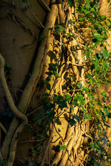 Close-up of tree trunk with ivy growing up it.