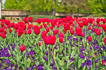 Landscape view of beautiful flower field of red common garden tulip ,Didier's tulip (Tulipa gesneriana) in public park ,is ornamental flowering plant for landscaping garden in spring season