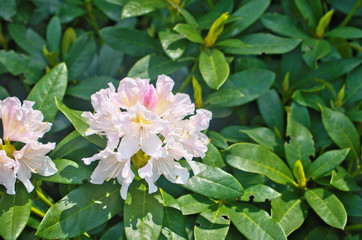 Beautiful bloom common tall Rhododendron (Rhododendron caucasicum) in springtime ,is evergreen...