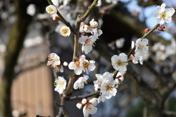 Image of Japanese house and plum blossom