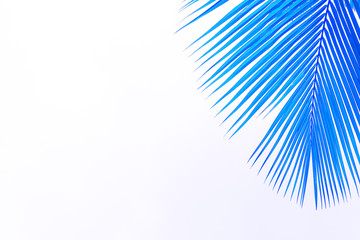 Fototapeta na wymiar blue palm leaves on the right on a white background