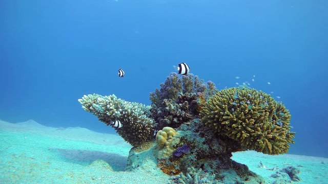 Lonely coral reef and its amazing inhabitants. Several Whitetail damselfish (Dascyllus aruanus) swim over the reef, small fish hide among corals.