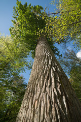 trunk of a huge oak tree