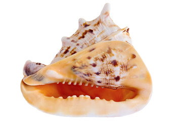 sea conch