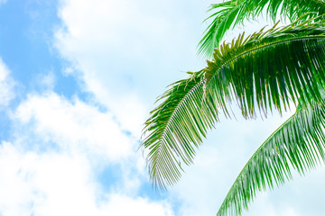 Fototapeta premium green palm leaves below against a blue sky with clouds with copy space