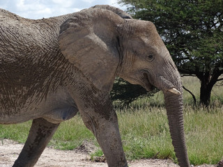 Loxodonta africana