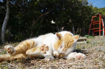 ゴロゴロする猫