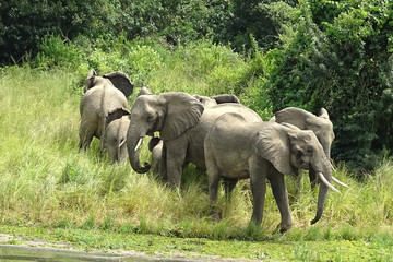 Fototapeta premium Loxodonta africana