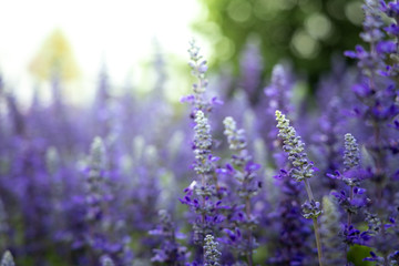 The background image of the colorful flowers