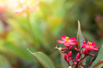 The background image of the colorful flowers