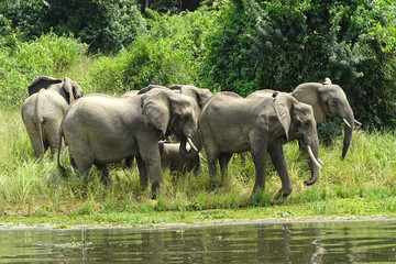 Fototapeta premium Loxodonta africana